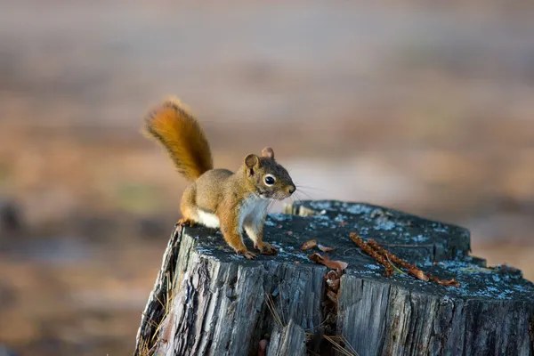 Riasztási vörös mókus a fatönkön — Stock Fotó