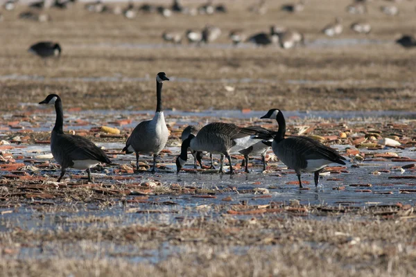 Migración de ganso de Canadá — Foto de Stock