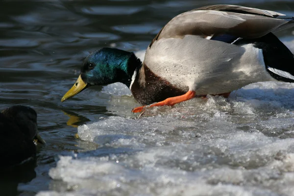 Drake Mallard Duck — Stock Photo, Image