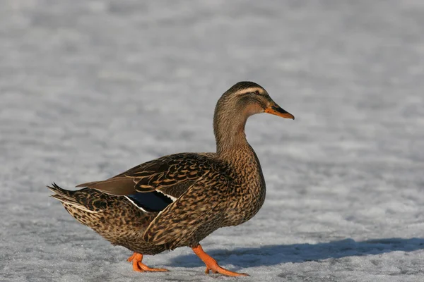 Hen Mallard Duck on Ice — Stock Photo, Image