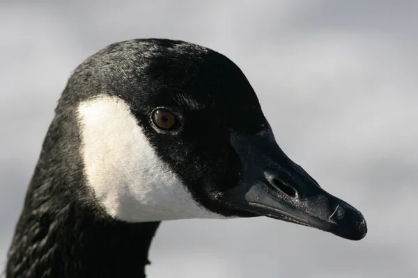 Canada Goose Head Shot — Stock Photo, Image