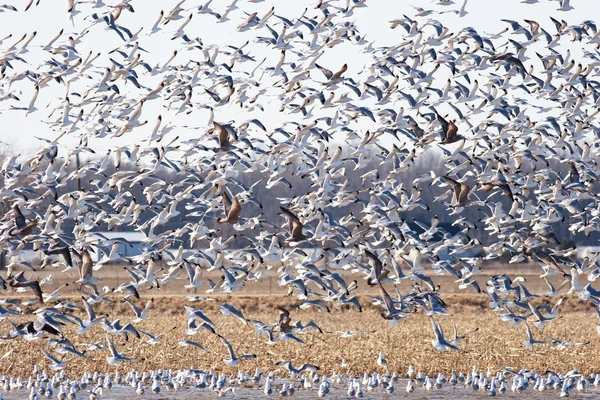 Large Flock of Seagulls Stock Image