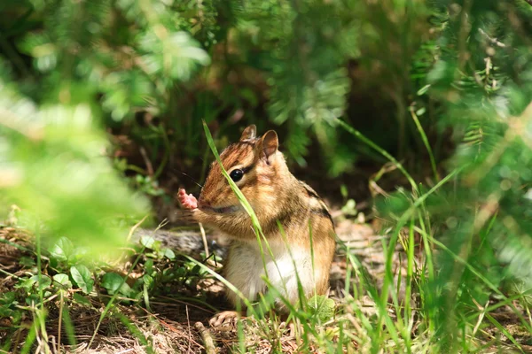 Είδος σκίουρου κρύβει σε χαμηλή βλάστηση Φωτογραφία Αρχείου