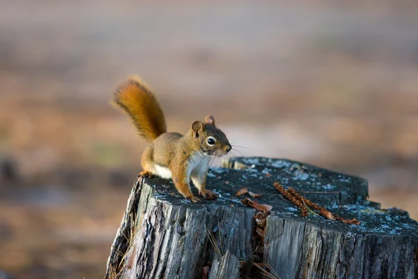 Alert Red Squirrel on Tree Stump Stock Photo