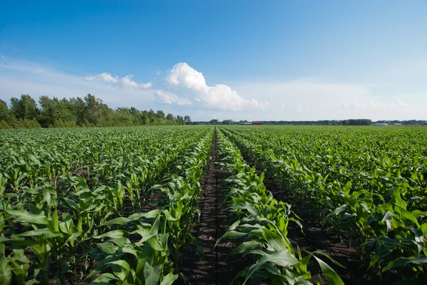 Wiersze kukurydzy — Zdjęcie stockowe
