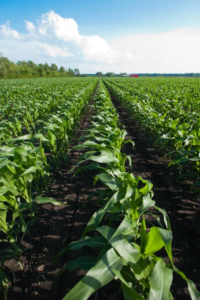 Filas de maíz Imagen de stock