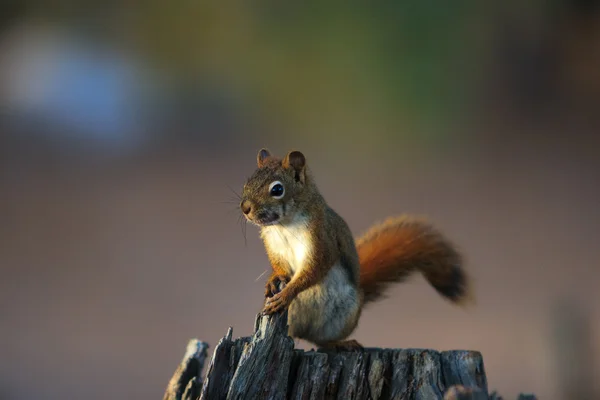 Alert Red Squirrel on Tree Stump Stock Image