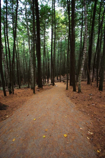 Wanderweg durch den Wald — Stockfoto
