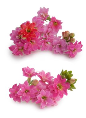 Pink flowers clipart