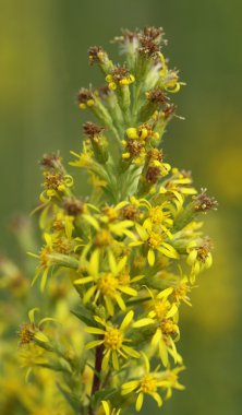 hypericum ablloom