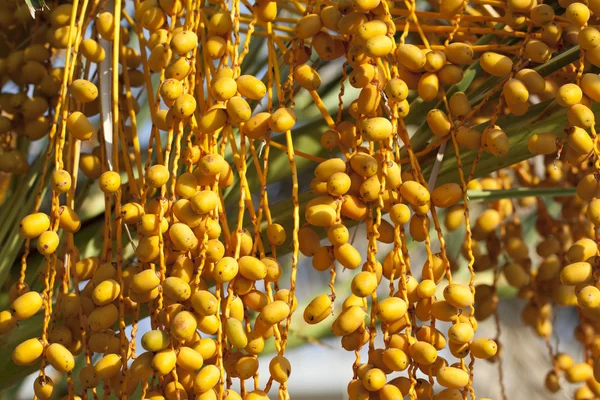 Riped yellow dates hanging Stock Image
