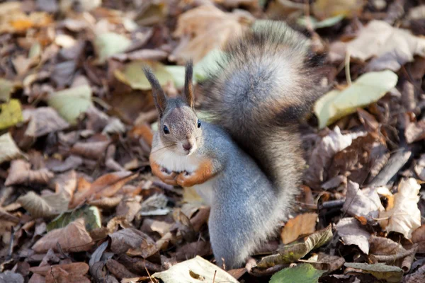 stock image Squirrel