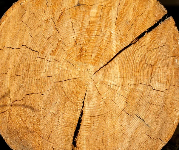 stock image Cut of a log
