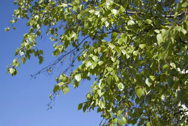 Leaves on a birch — Stock Photo, Image
