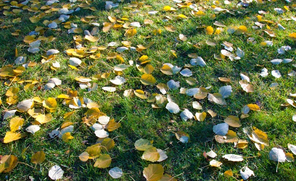 Autumn leaves on a green grass Stock Photo