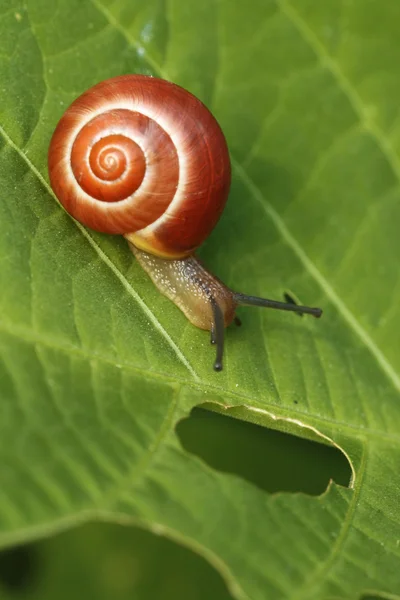 stock image Snail on leaf