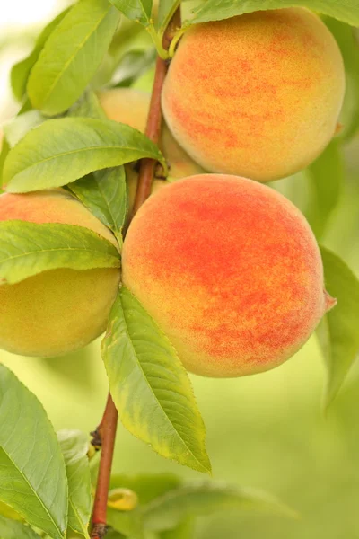 stock image Peaches