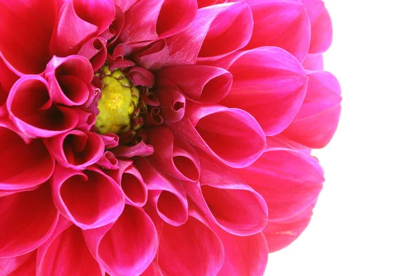 stock image Pink flower