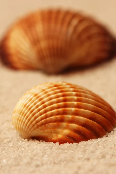 stock image Shells