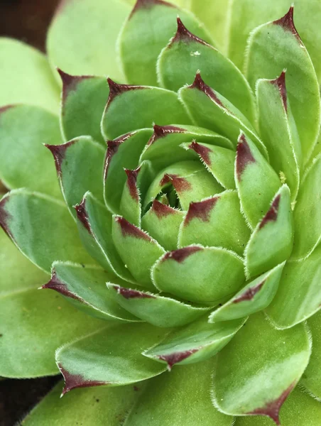 stock image Succulent