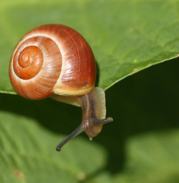 stock image Small snail