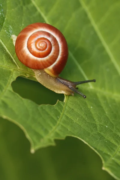 Small snail — Stock Photo, Image