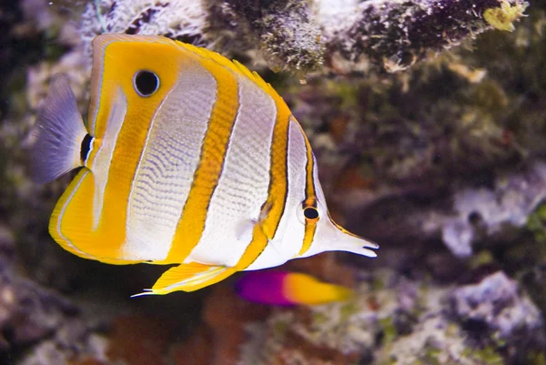 stock image Beautiful sea fish on atoll