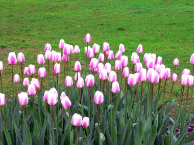 Spring Park'ta güzel laleler