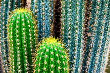 Tropical green cactus - cacti clipart