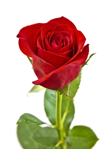 Rudá růže se zelenými listy. izolované na bílém pozadí. — Stock fotografie