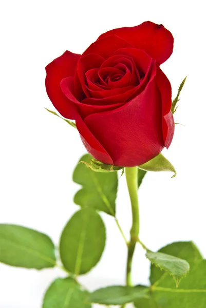 Κόκκινο τριαντάφυλλο με πράσινα φύλλα. απομονώνονται σε λευκό φόντο. — Φωτογραφία Αρχείου