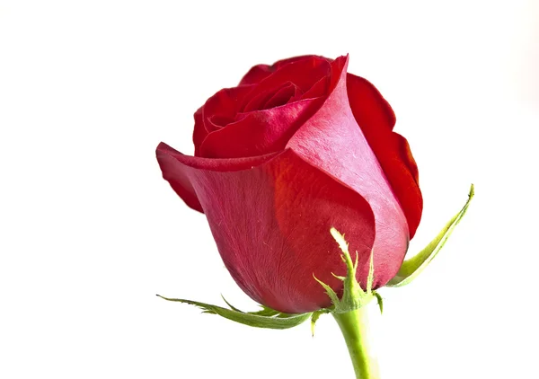 Κόκκινο τριαντάφυλλο με πράσινα φύλλα. απομονώνονται σε λευκό φόντο. — Φωτογραφία Αρχείου