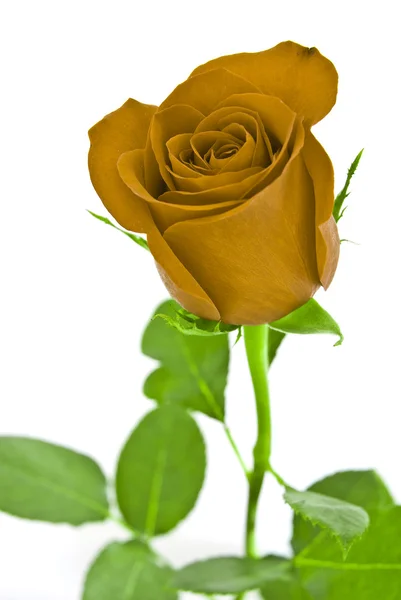 Rosa amarilla con hojas verdes. Aislado sobre fondo blanco . — Foto de Stock