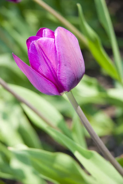 Vacker blomma lila tulpaner — Stockfoto