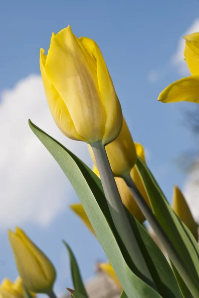 Piękny kwiat żółty tulipan Park — Zdjęcie stockowe