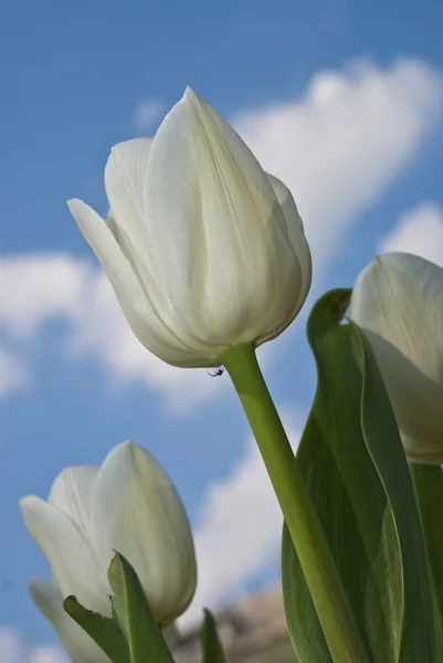 Beautiful white flower tulip in park — Stock Photo, Image