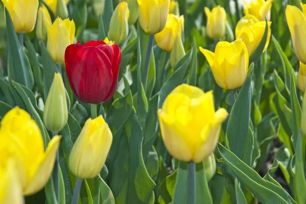 在公园的美丽的花红色和黄色郁金香 — 图库照片