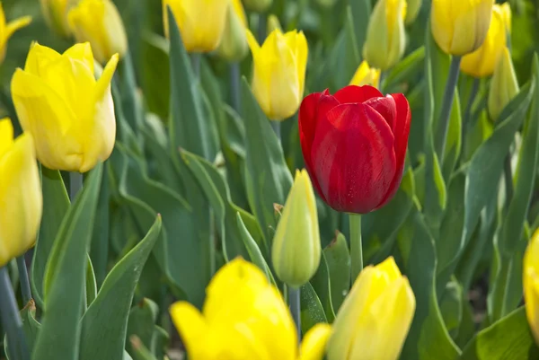 Vacker färgglad blomma bakgrund — Stockfoto