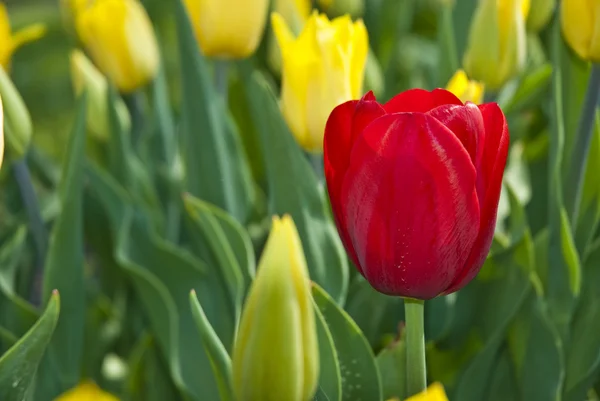 在公园的美丽的花红色和黄色郁金香 — 图库照片