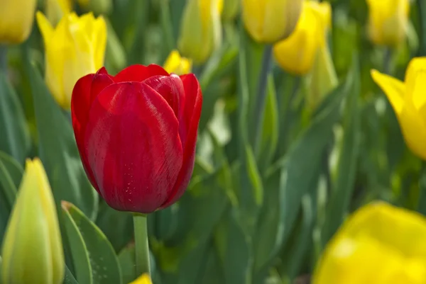 Piękny kwiat czerwone i żółte tulipany w parku — Zdjęcie stockowe