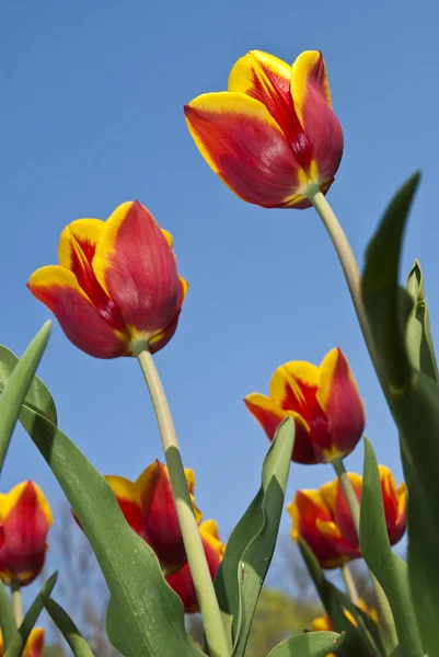 Piękny kwiat żółty i czerwony tulipan w parku — Zdjęcie stockowe