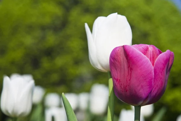 Bellissimo fiore viola e tulipani bianchi nel parco — Foto Stock