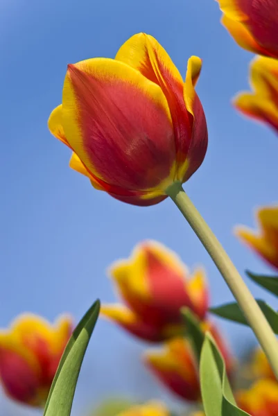 Hermosa flor tulipanes rojos y amarillos en el parque — Foto de Stock