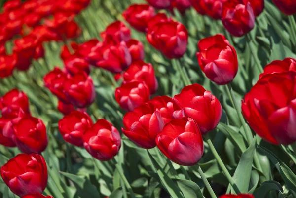 Beautiful flower red tulips in park — Stock Photo, Image