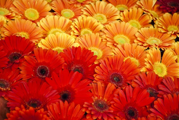 Hermoso fondo de flores coloridas —  Fotos de Stock