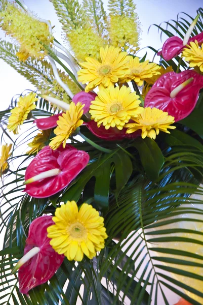 Fundo bonito flor colorida — Fotografia de Stock