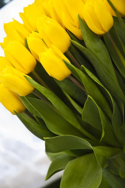 Bello fiore tulipani gialli — Foto Stock