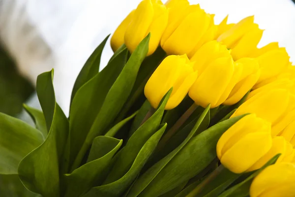 Hermosa flor tulipanes amarillos —  Fotos de Stock