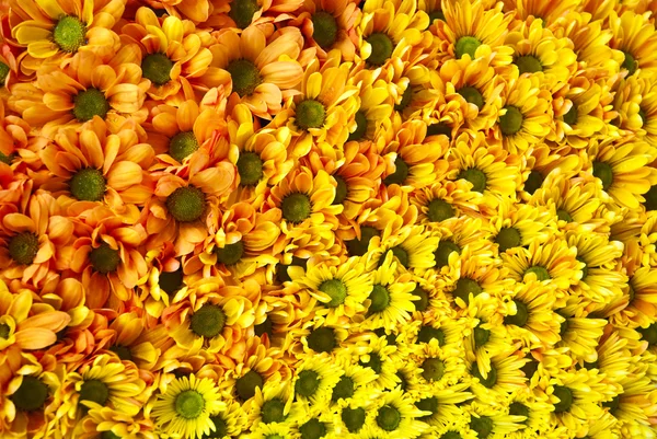 Hermoso fondo de flor roja y amarilla —  Fotos de Stock