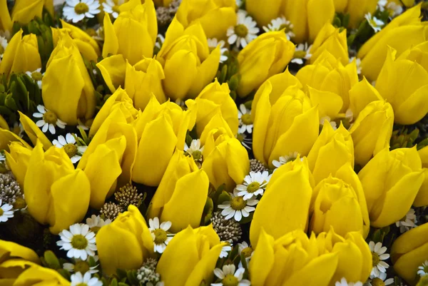 美しい色とりどりの花の背景 — ストック写真